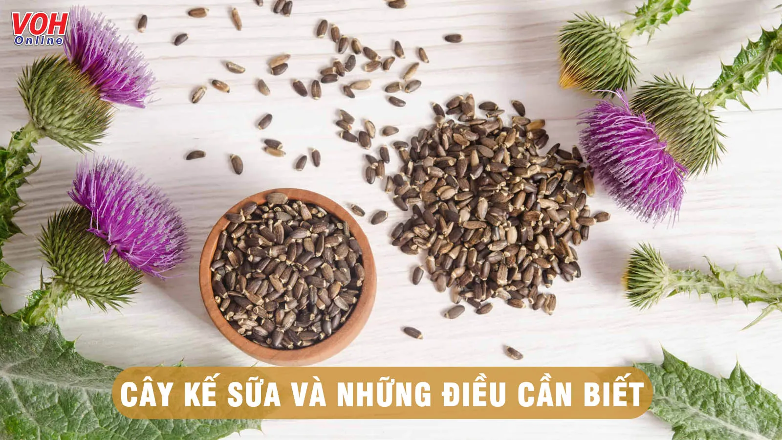 Cây kế sữa có tác dụng gì và những lưu ý khi dùng