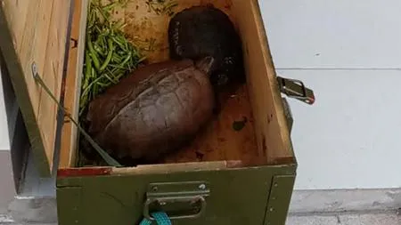 TPHCM: Gần Tết mua bán rùa lại “nóng” trở lại