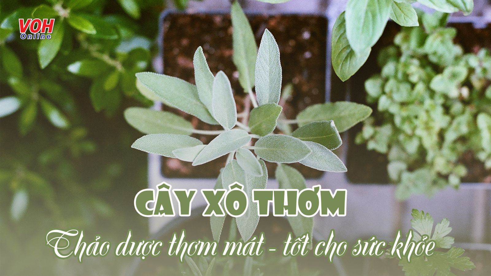 Cây xô thơm là cây gì? Cây xô thơm có tác dụng gì và dùng ra sao?
