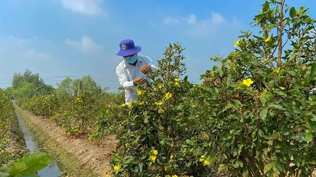 Mai vàng đem lại vàng cho nông dân Bình Lợi