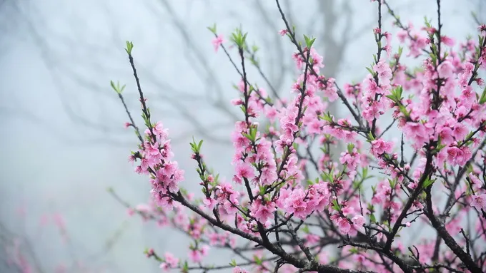 Dự báo thời tiết hôm nay 29/1: Bắc bộ rét - Nam bộ ngày nắng