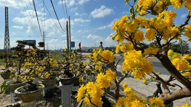 Nông dân Bình Định “trúng lớn” vụ mai tết 2022