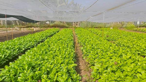 Chàng trai 9x khởi nghiệp với rau sạch ở huyện Củ Chi