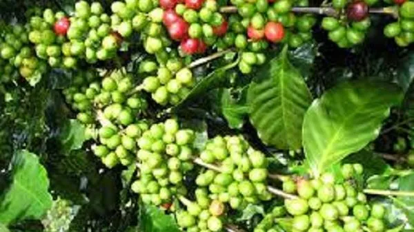 Giá cà phê hôm nay 9/2/2022: Arabica tăng mạnh