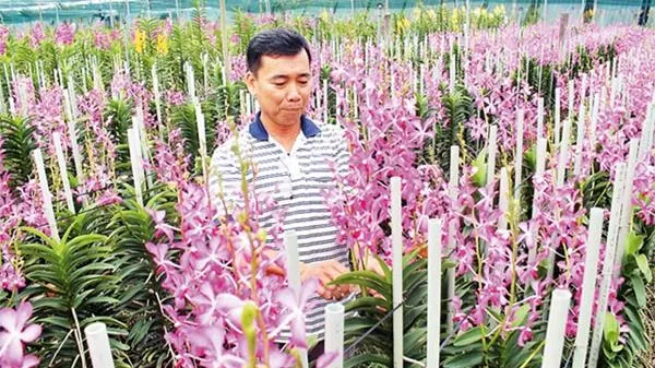 Nông dân phấn khởi chuẩn bị nhiều phương án sản xuất sau Tết
