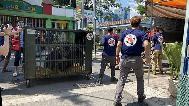 Tự nguyện chuyển giao 9 con gấu nuôi nhốt để thả về tự nhiên