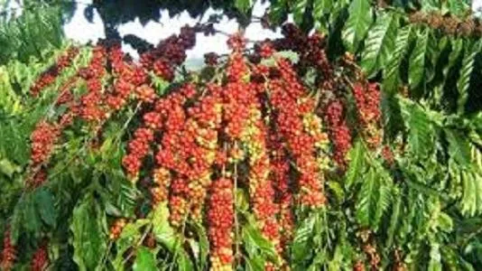 Giá cà phê hôm nay 12/2/2022: Robusta tiếp tục tăng