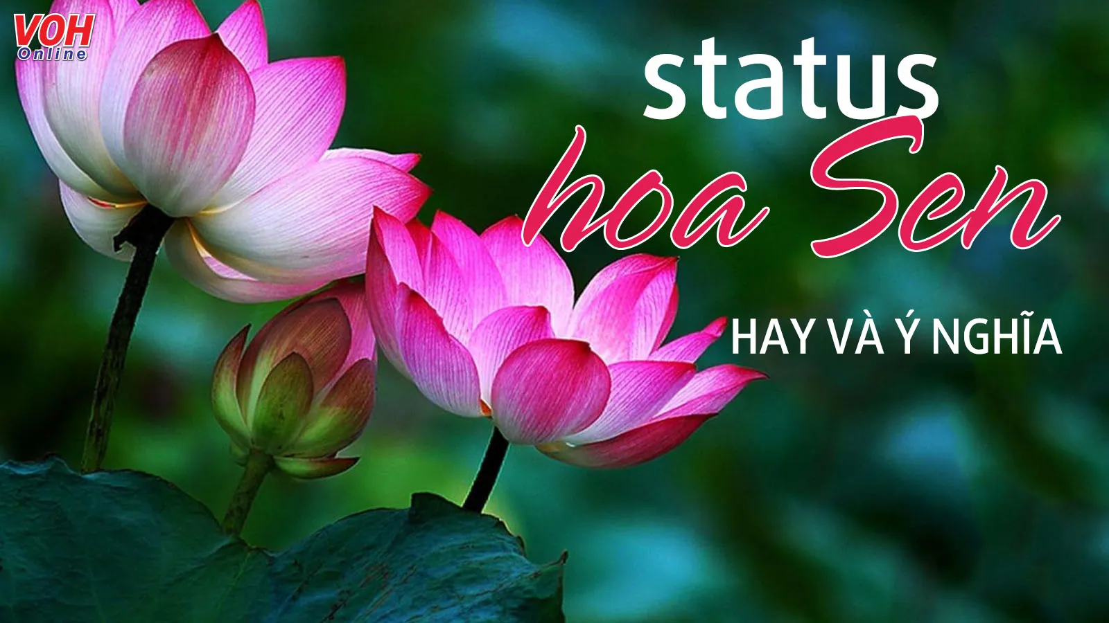 Status về hoa sen hay nhất về cuộc đời, con người