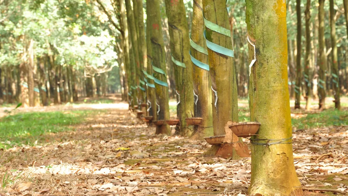 Giá cao su hôm nay 3/3/2022: Có xu hướng tăng