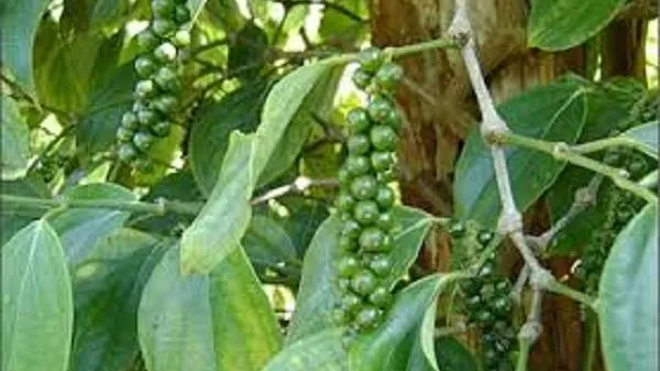 Giá tiêu ngày 3/3/2022: Lao dốc đến 1.500 đồng/kg