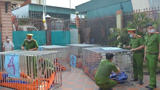 Vụ nuôi 14 con hổ trong hầm tại Nghệ An: 7 năm tù cho bị cáo