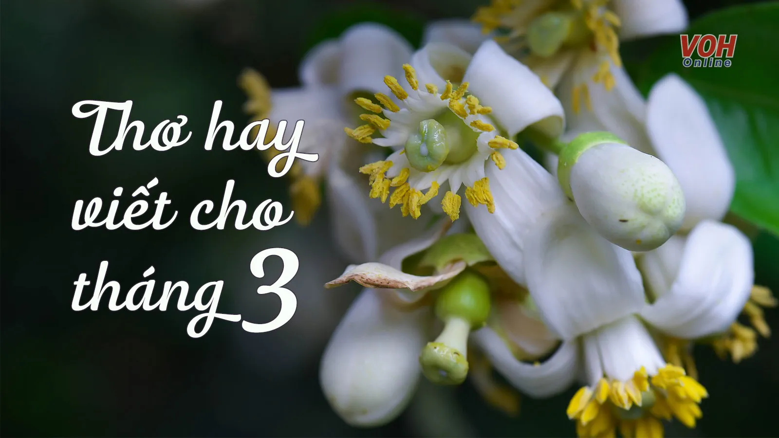 Chùm thơ tháng 3 hay theo chủ đề