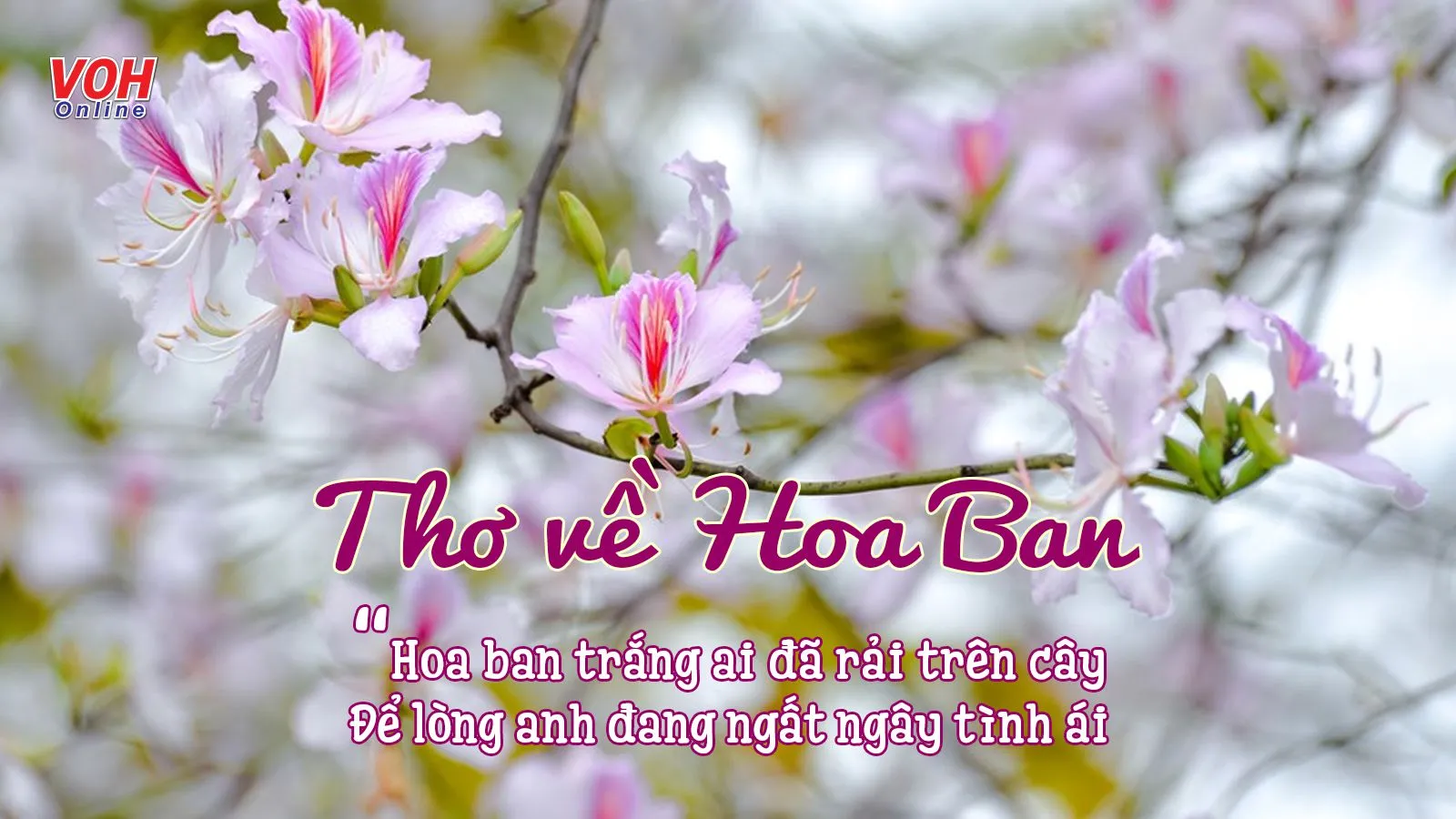 Tổng hợp 18 bài thơ về hoa ban tháng 3 làm say đắm lòng người