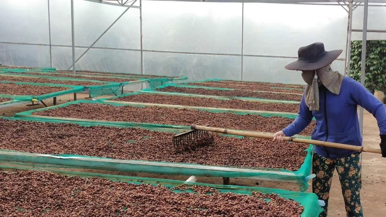 Thí điểm xây dựng 5 vùng nguyên liệu nông, lâm sản đạt chuẩn tại 13 tỉnh