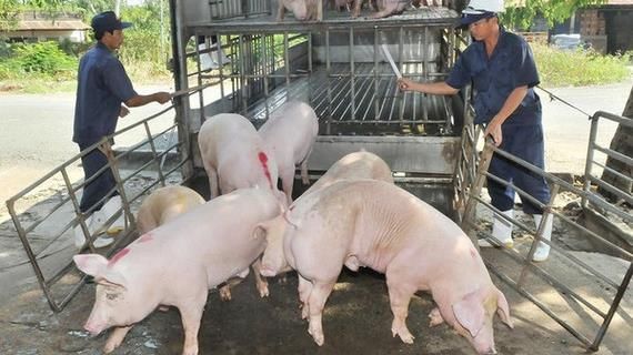 Giá heo hơi hôm nay 4/4/2022: Đứng yên