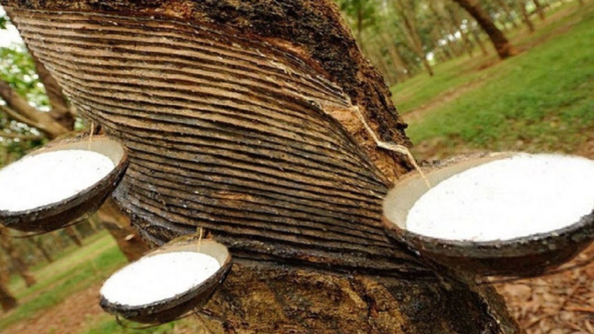 Giá cao su hôm nay 4/4/2022: Trái chiều tại châu Á