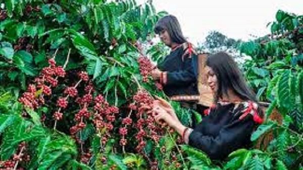 Giá cà phê hôm nay 9/4/2022: Vụt tăng 600 đồng/kg