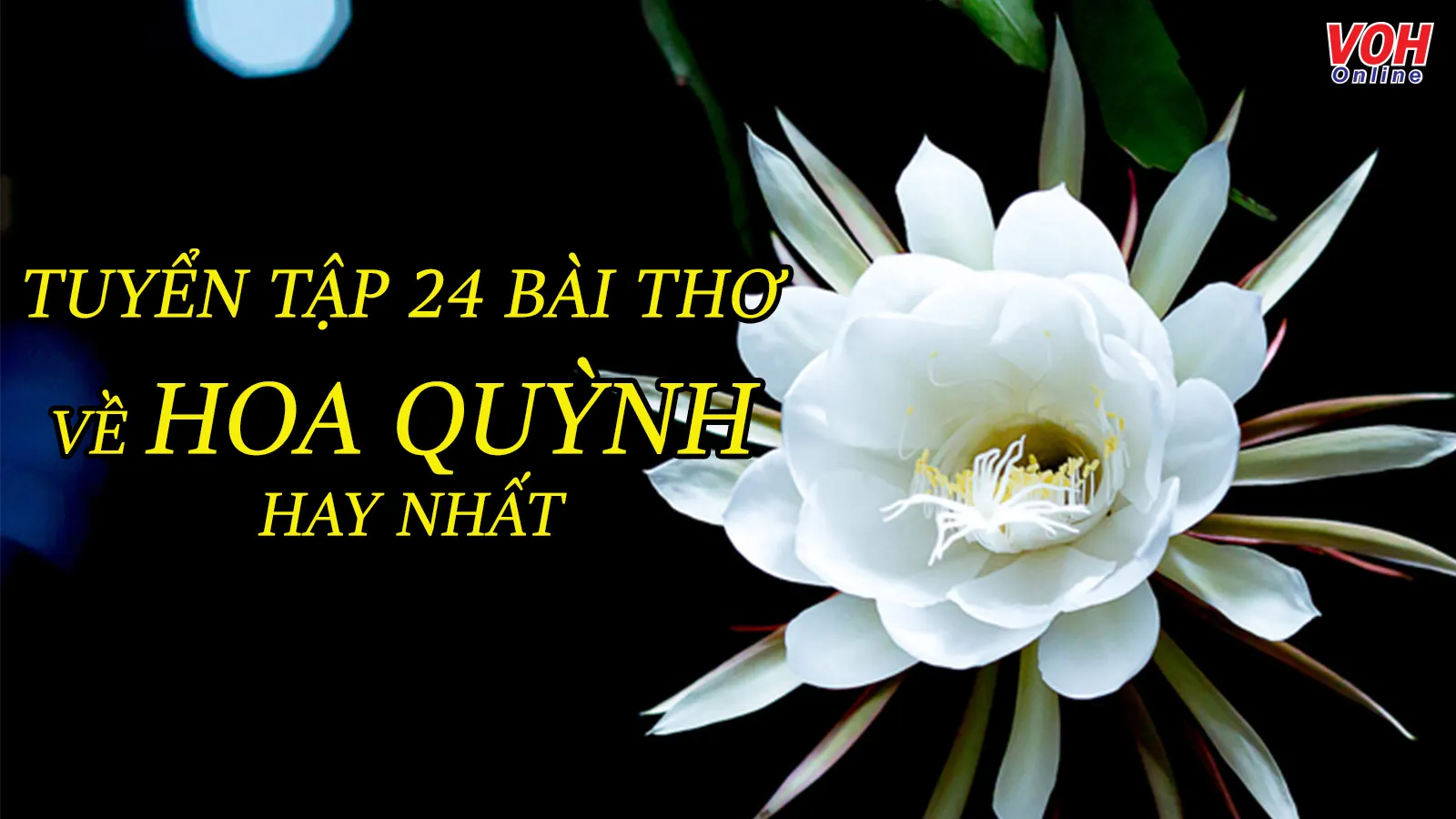 Tuyển tập các bài thơ về hoa quỳnh hay nhất