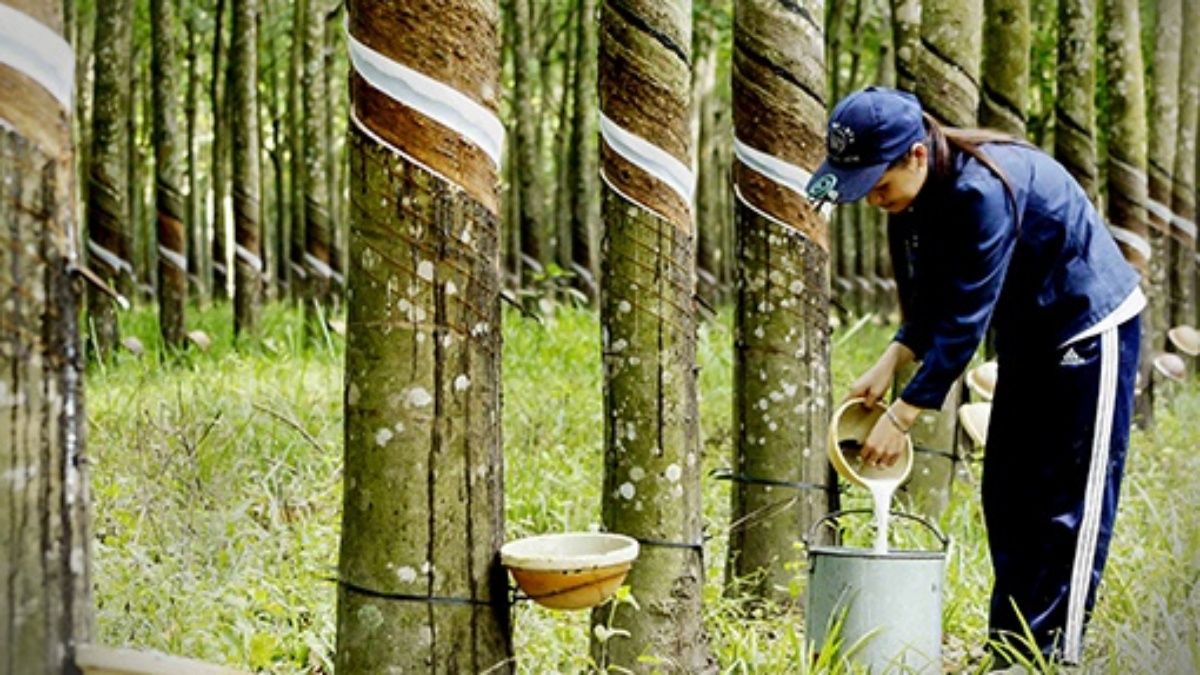 Giá cao su hôm nay 15/4/2022: Giá tại Nhật Bản tăng mạnh