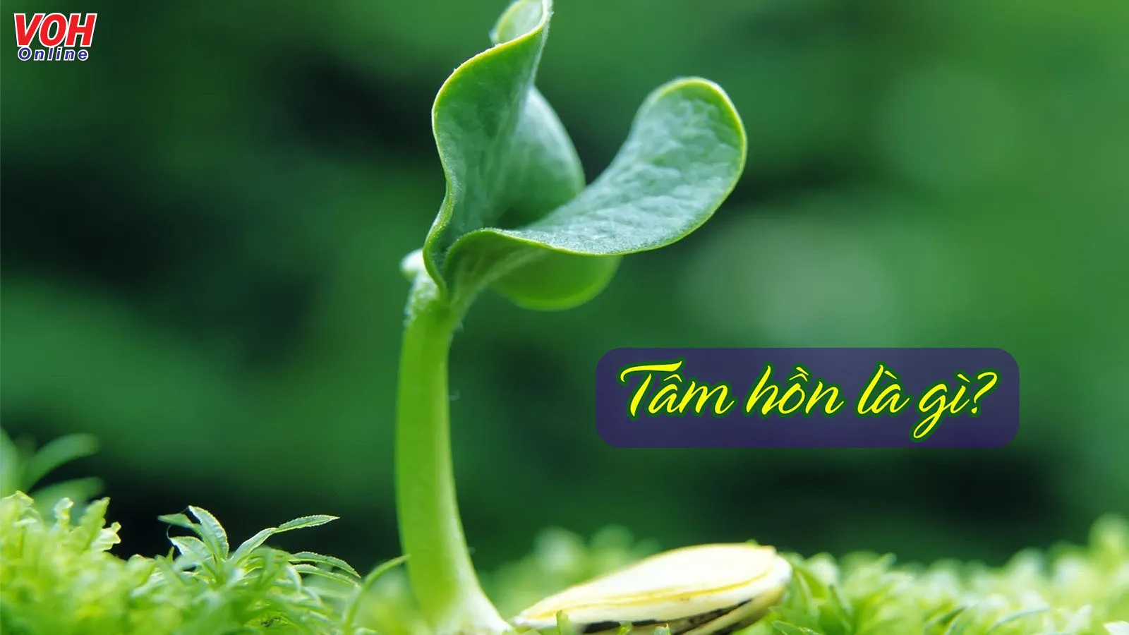 Tâm hồn là gì? Làm thế nào để có một tâm hồn đẹp?