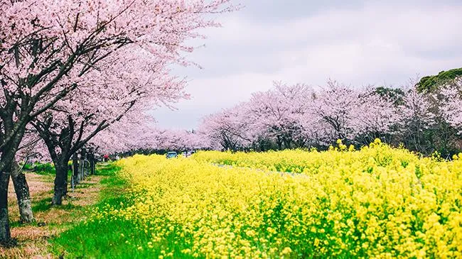 Phát động Cuộc thi “Từ nét vẽ, đến Jeju”