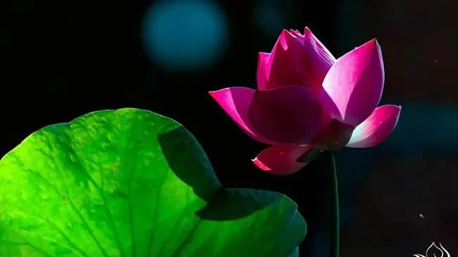 Thông điệp từ 66 bức ảnh Sen - “Lòng mẹ” của Thành Xuân Anh