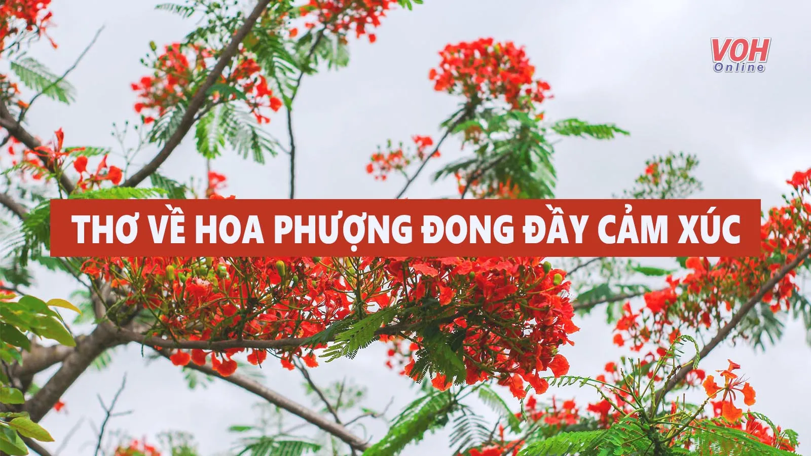 Top 25 bài thơ về hoa phượng hay và ấn tượng