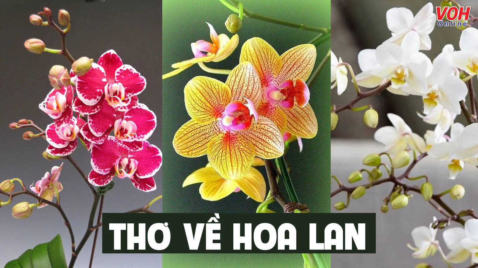 20+ bài thơ về hoa lan hay nhất hiện nay