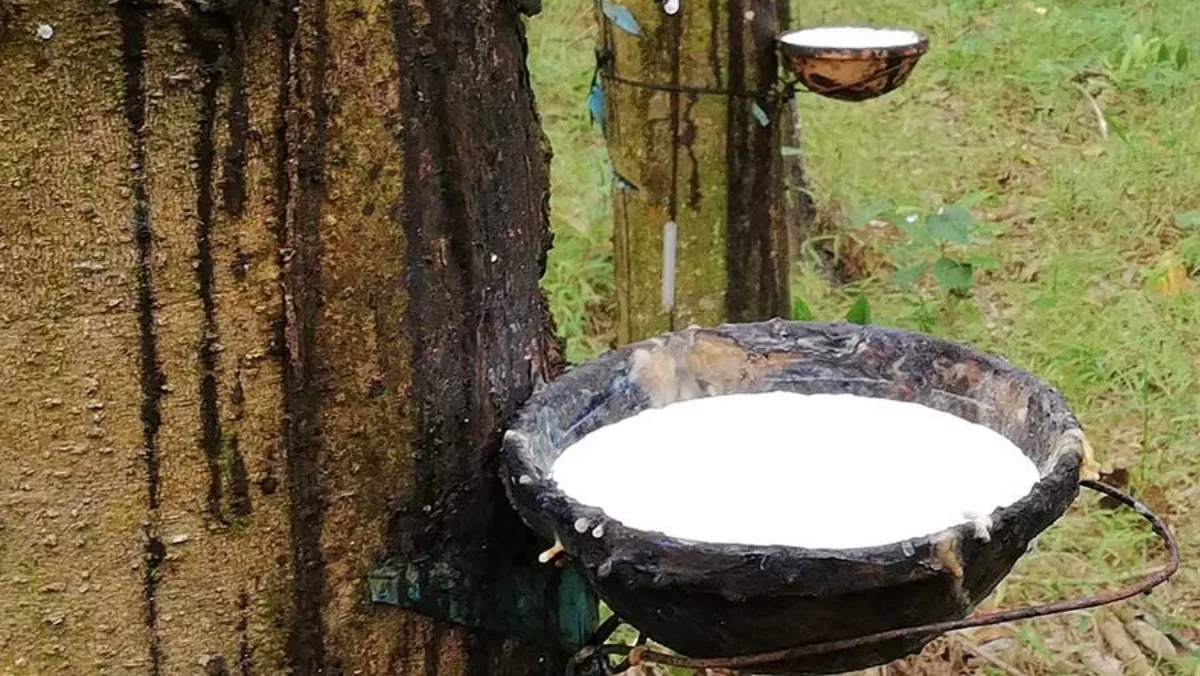 Giá cao su hôm nay 5/5/2022: Tăng mạnh