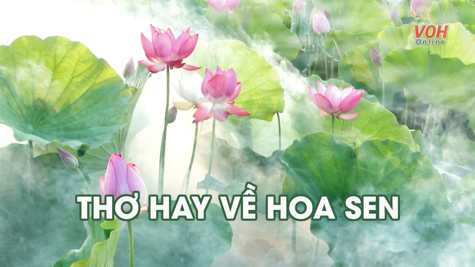 Tuyển tập thơ về hoa sen - biểu tượng của nét đẹp Việt Nam