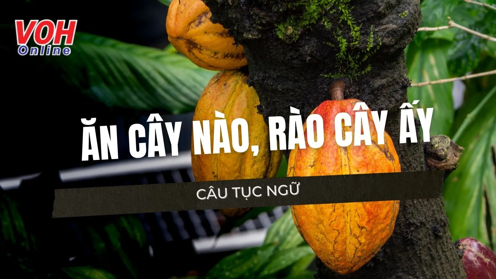 Giải thích ý nghĩa tục ngữ Ăn cây nào rào cây ấy là gì?