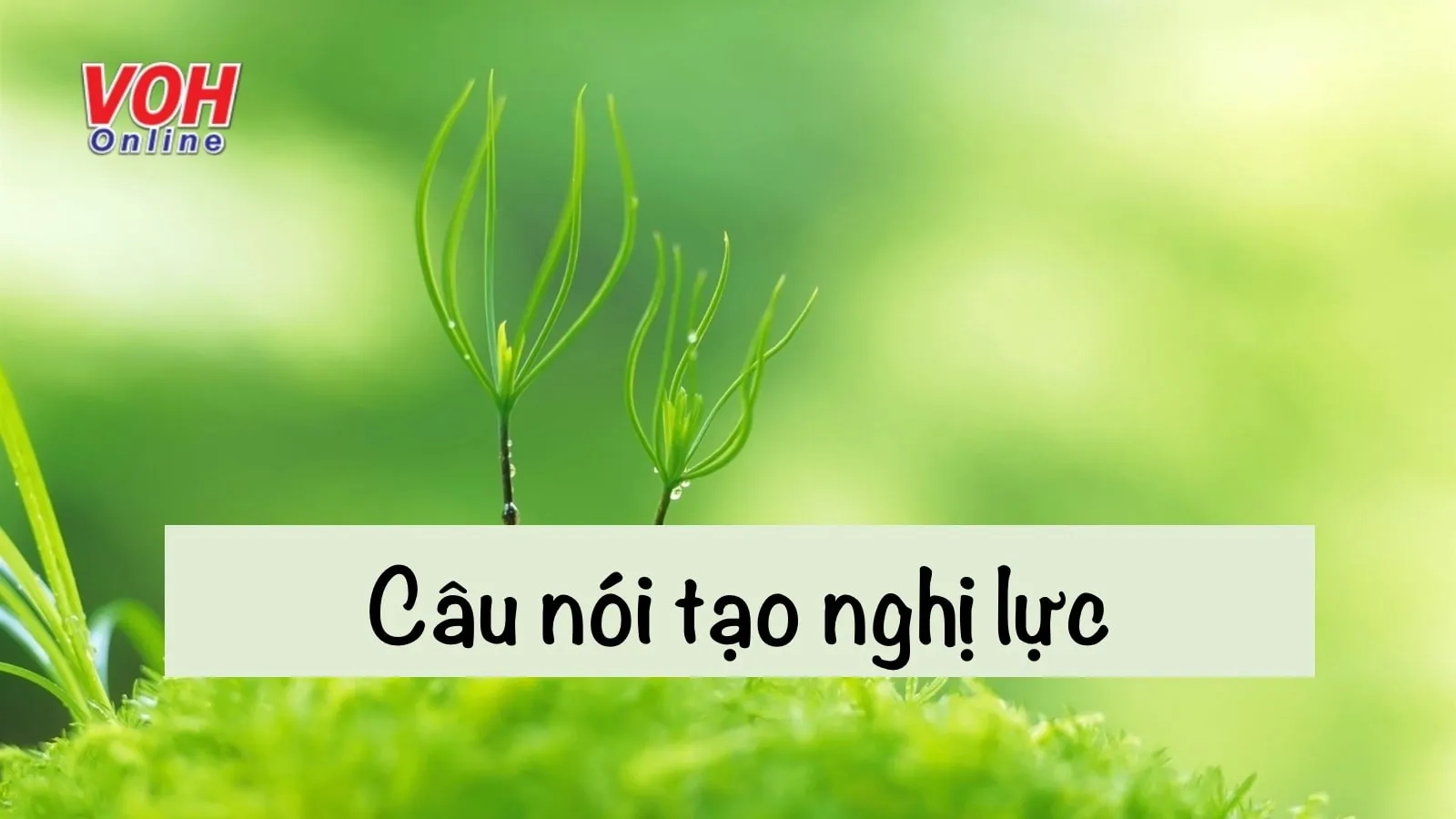 55 câu nói tạo nghị lực cho giới trẻ