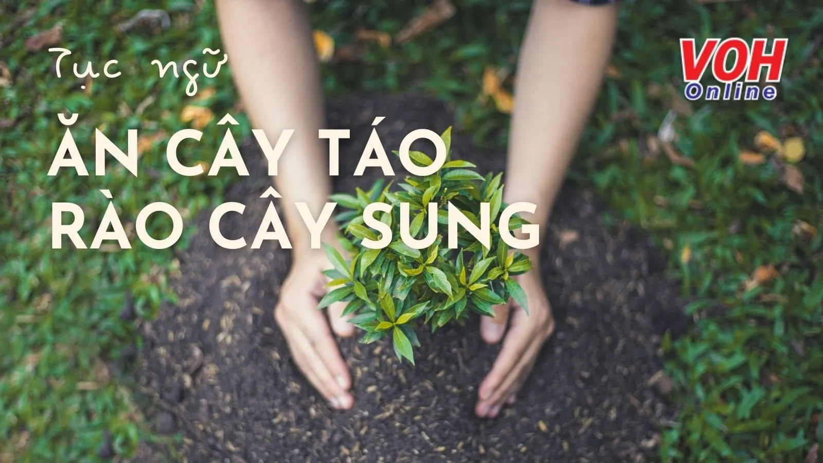 Giải thích ý nghĩa tục ngữ Ăn cây táo rào cây sung là gì?