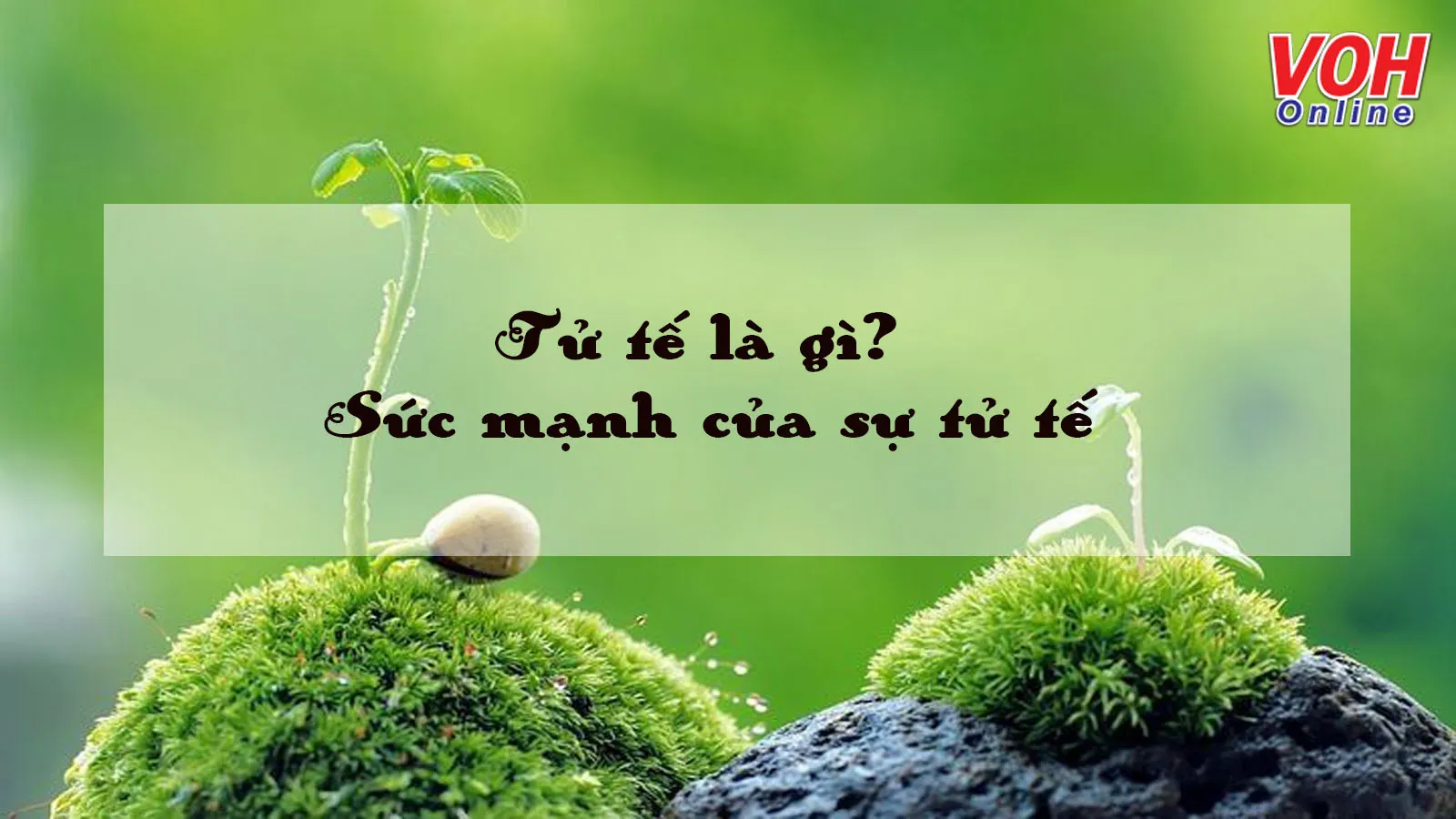 Tử tế là gì? Ý nghĩa của việc sống tử tế mỗi ngày với cuộc sống