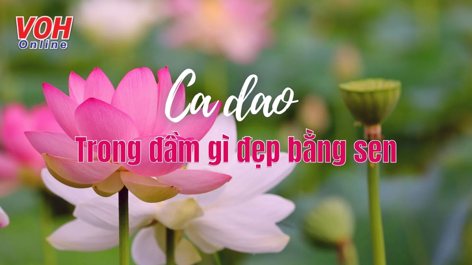Giải thích ý nghĩa câu hát ca dao ‘trong đầm gì đẹp bằng sen’