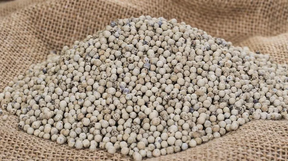 Giá tiêu ngày 6/6: Thị trường trầm lắng khi xuất khẩu gom đủ hàng trong tháng