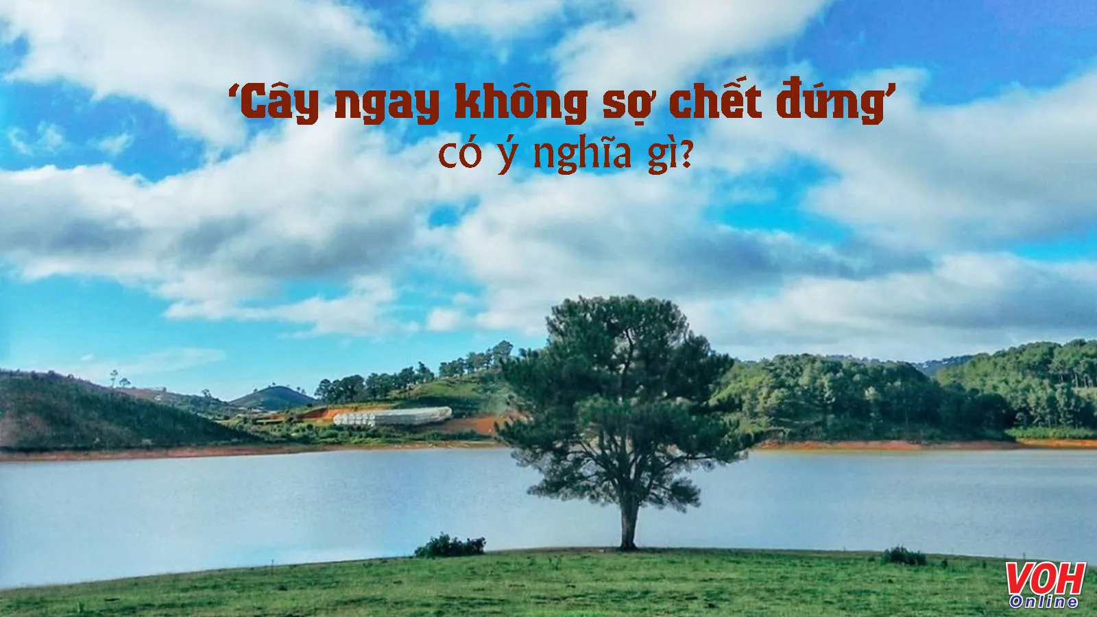 Giải thích ý nghĩa câu tục ngữ ‘Cây ngay không sợ chết đứng’ là gì?