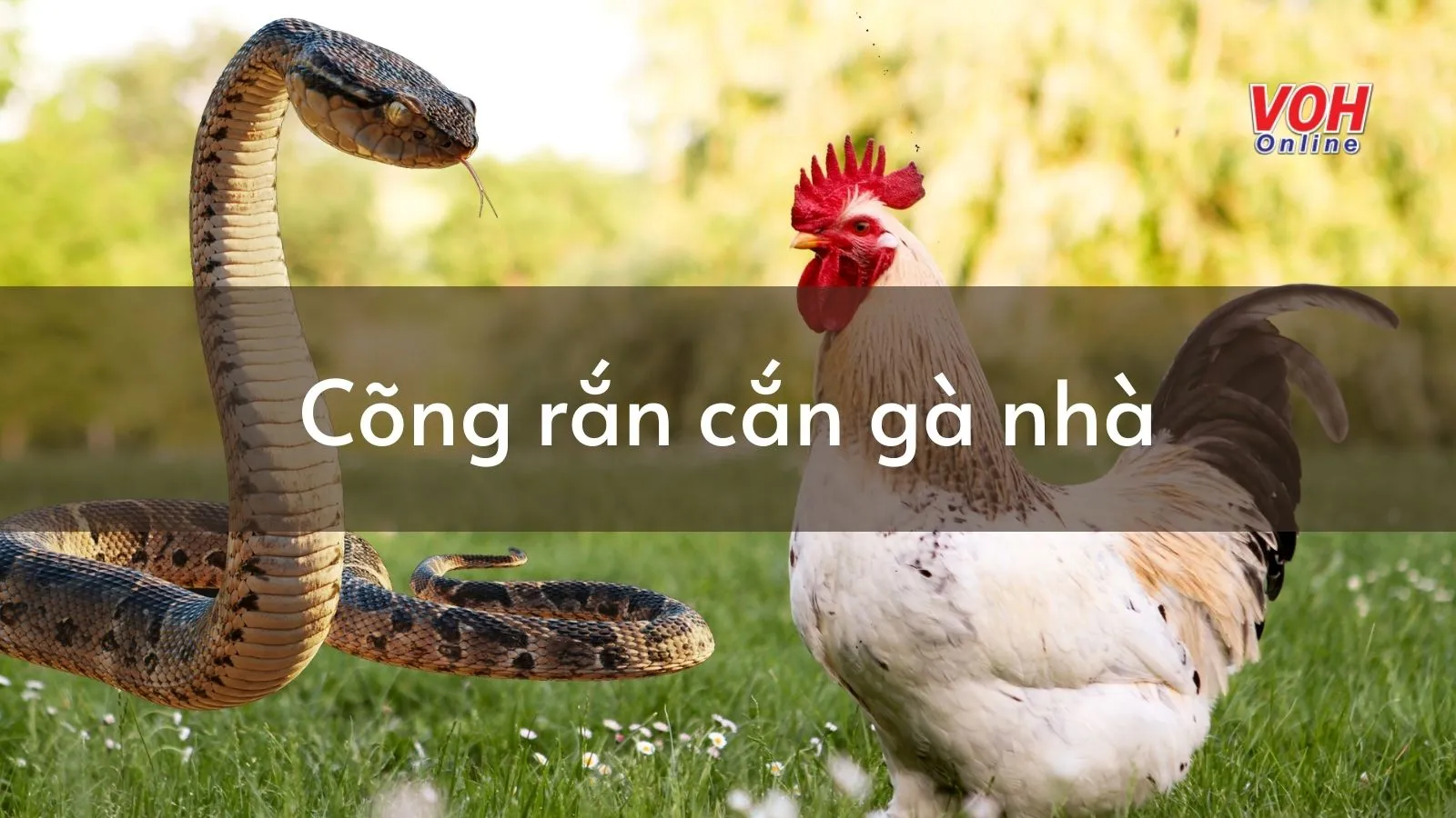 Giải thích ý nghĩa câu thành ngữ ‘Cõng rắn cắn gà nhà’ là gì?