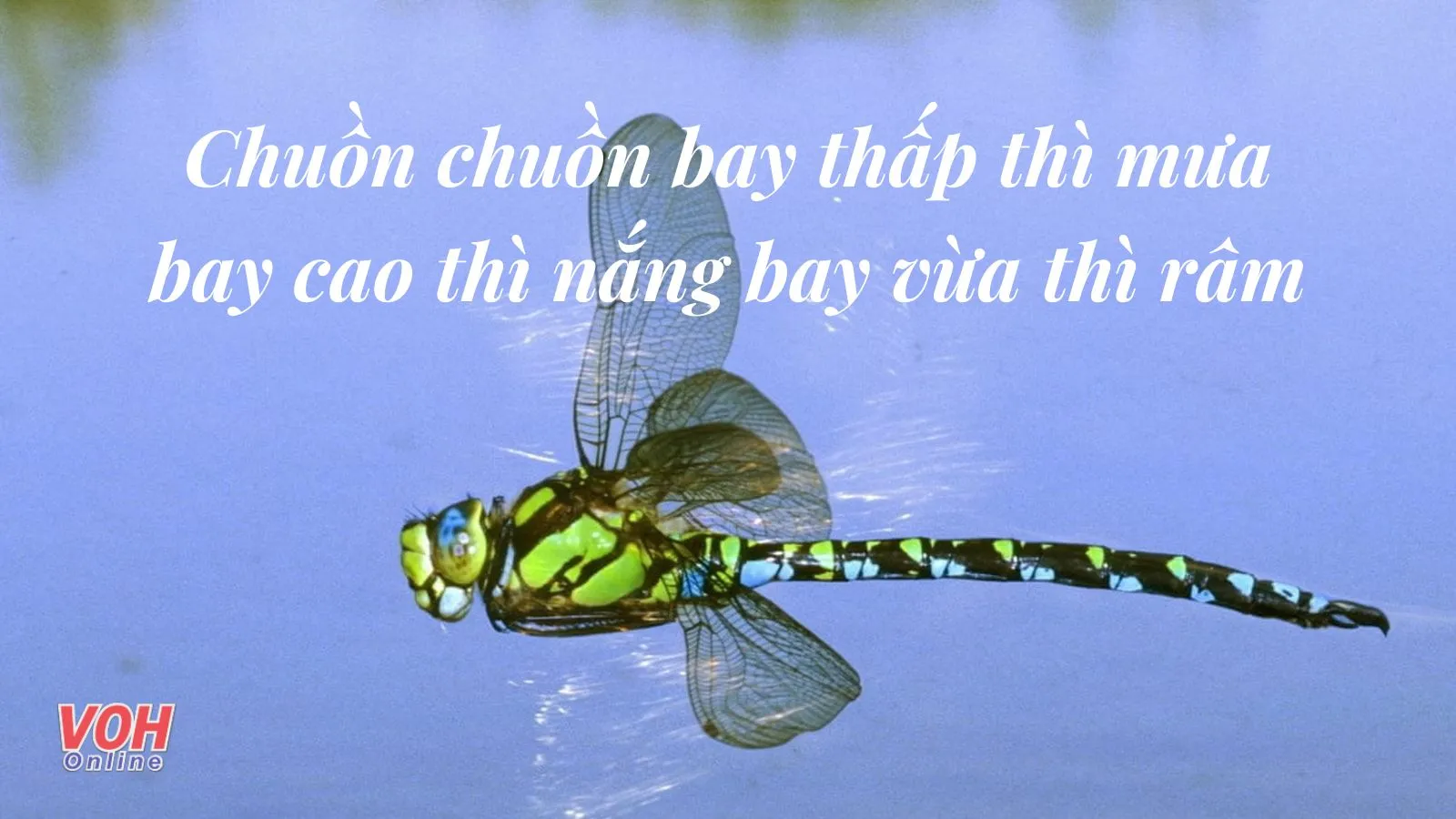 Giải thích ý nghĩa câu tục ngữ Chuồn chuồn bay thấp thì mưa bay cao thì nắng bay vừa thì râm