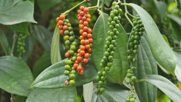 Giá tiêu ngày 14/6/2022: Vụt tăng 500 đồng/kg