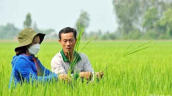 Phát triển vùng ĐBSCL sản xuất bền vững 01 triệu ha chuyên canh lúa chất lượng cao