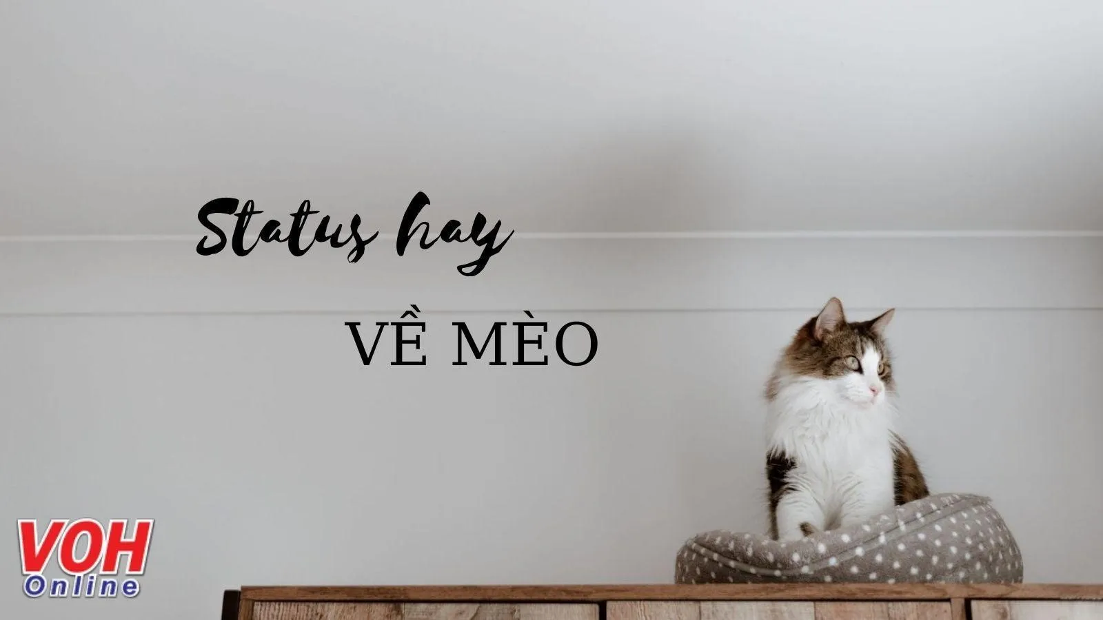 Status về mèo hay, cap nói về mèo ngắn gọn dễ thương