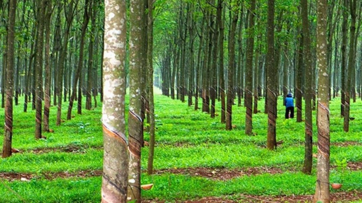 Giá cao su hôm nay 21/6/2022: Trái chiều nhau