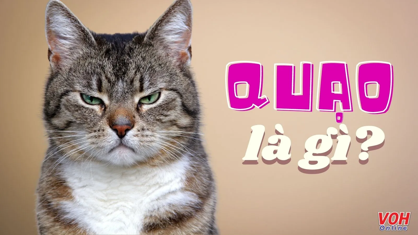 Quạo là gì? Quạo hay quạu? Vui vẻ không quạo có ý nghĩa gì?