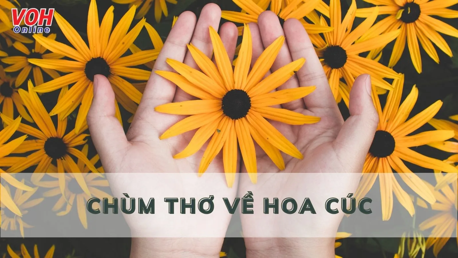 Tuyển tập những bài thơ về hoa cúc đi vào lòng người