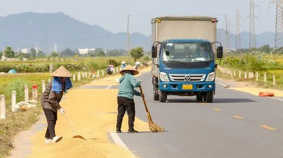 Theo Nghị định 100: phơi thóc, lúa, rơm, rạ trên đường bị xử phạt?