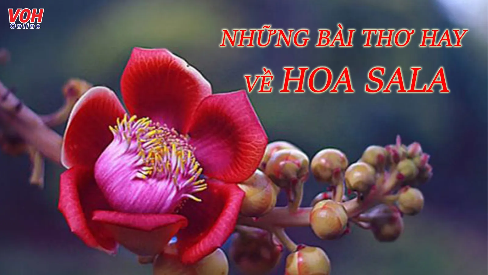 11 bài thơ về hoa Sala hay, thơ về hoa Vô Ưu không phiền muộn