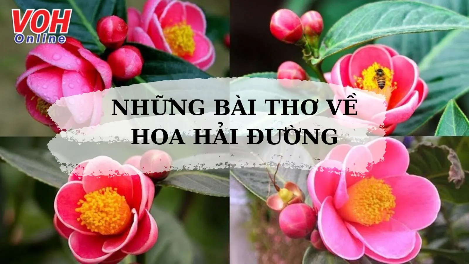 10 bài thơ về hoa hải đường hay và ý nghĩa nhất