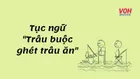 Giải thích ý nghĩa câu tục ngữ ‘Trâu buộc ghét trâu ăn’ là gì?