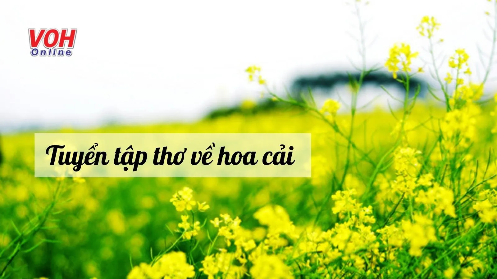 Tổng hợp 22 bài thơ về hoa cải hay và lãng mạn nhất